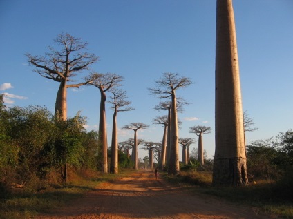 A madagaszkári baobabok sugárútja, az omyworld - a világ minden látnivalója