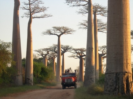 A madagaszkári baobabok sugárútja, az omyworld - a világ minden látnivalója