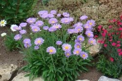 Alpine aster