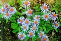 Alpine aster