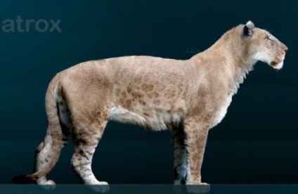 Leul american este cea mai mare pisică din istorie