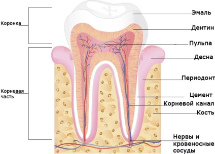A fog dentin anatómiája