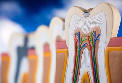 Anatomia dentinei dentare