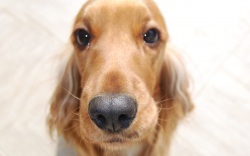 Engleză Cocker Spaniel