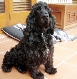 Engleză Cocker Spaniel