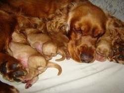 Engleză Cocker Spaniel