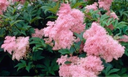 Gradina aromata - flori parfumate, cabana, casa