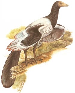 Archeopteryxul este prima pasăre