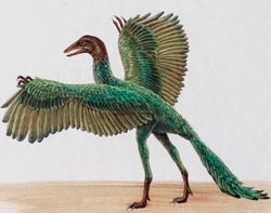 Archeopteryxul este prima pasăre
