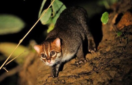 Pisicile sălbatice din Asia - o lume uimitoare a animalelor