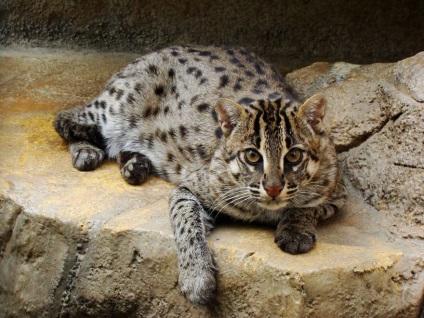 Pisicile sălbatice din Asia - o lume uimitoare a animalelor