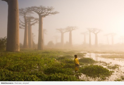 Baobab Madagascar - pădure antică, misterioasă