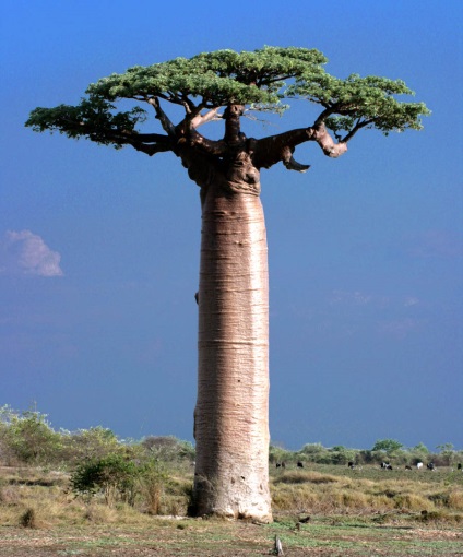 Baobab Madagascar - pădure antică, misterioasă