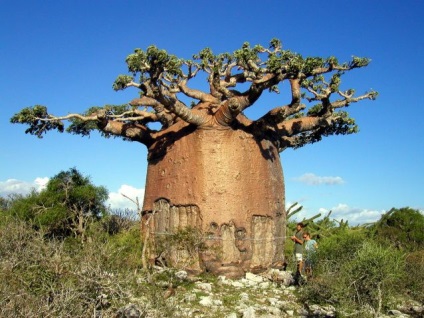 Baobab Madagascar - pădure antică, misterioasă