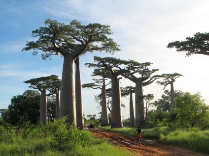 Baobab Madagascar - pădure antică, misterioasă