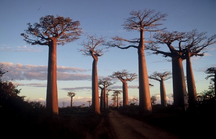 Baobab Madagascar - pădure antică, misterioasă