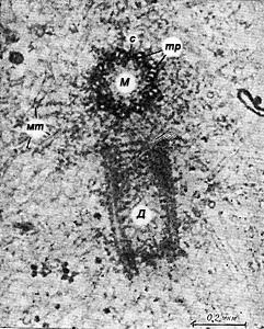 Dicționar biologic