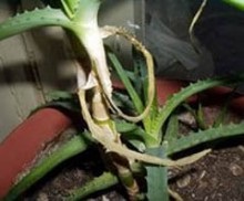 Aloe vera boli la domiciliu