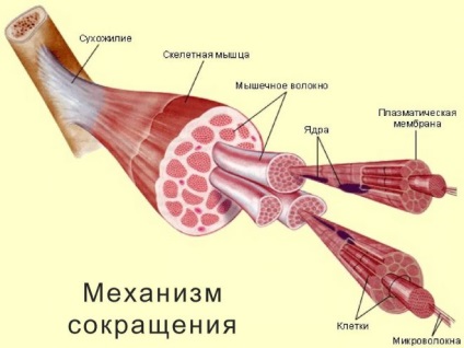 Durerea musculară după cauze și recuperare