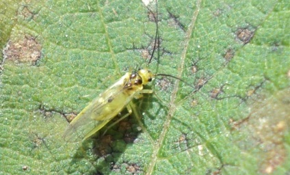 Lupta cu un bloc de frunze (homoptera)