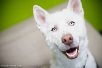 Husky aruncat într-o groapă de gunoi a găsit oa doua șansă