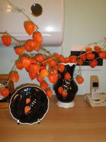 Какво е интересно декоративни Physalis