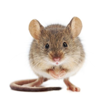 Șoarecii periculoși pentru otravă umană pentru șoareci și șobolani la domiciliu, unde să cumpere, revizuiesc care