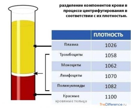 Care este diferența dintre sânge și plasmă