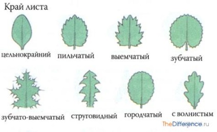 Ceea ce distinge frunzele unul de altul