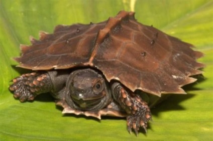 Turtle manikűr, menedékház elhanyagolt állatok számára