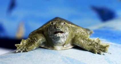 Turtle acvarii mici