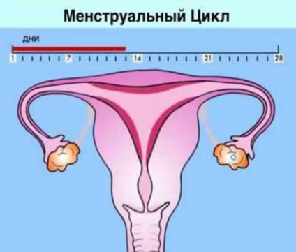 Ce se întâmplă în corpul unei femei în timpul menstruației