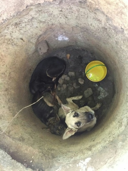 În cazul persoanelor care nu au fost găsiți accidental, trei câini au fost aruncați într-un puț adânc, fără hrană și apă