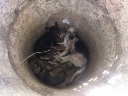 În cazul persoanelor care nu au fost găsiți accidental, trei câini au fost aruncați într-un puț adânc, fără hrană și apă