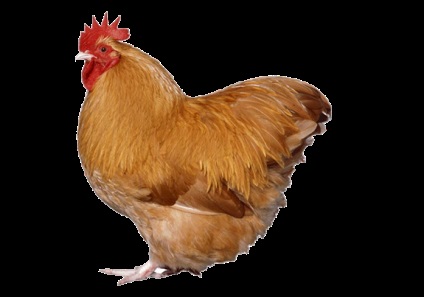 Chicken brahma, orpington, cochin, cumpara puii in Voronej si regiunea Voronej