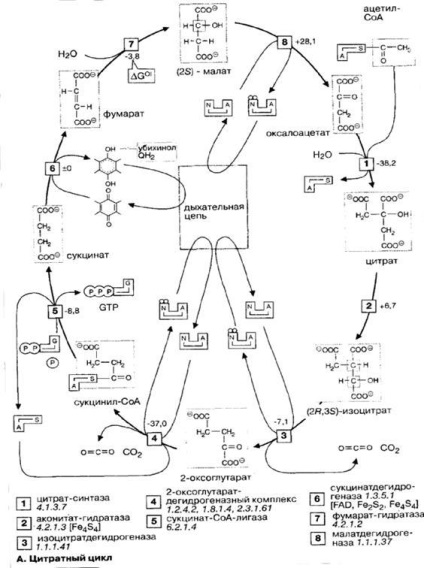 Цитрат цикъл (цикъл на Кребс)