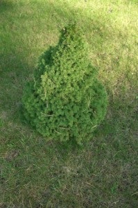 Dacha - creșă de plante ornamentale și un centru de grădină