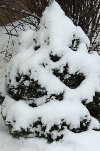 Dacha - creșă de plante ornamentale și un centru de grădină