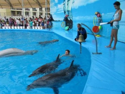 Dolphinarium (Vitiazevo) ütemterv, áttekintés