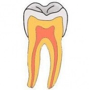 Dentin, amelyről a fog szerkezete, faja és összetétele