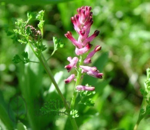 Dymyanka Medicinal Medicinal Plant, aplicație, recenzii, proprietăți utile,