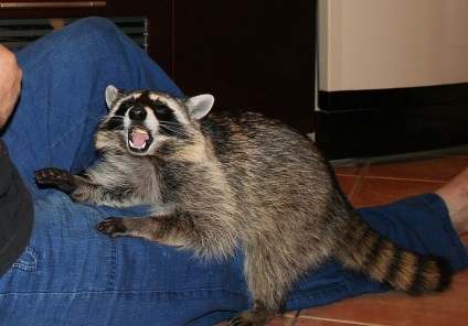 Acasă Raccoons