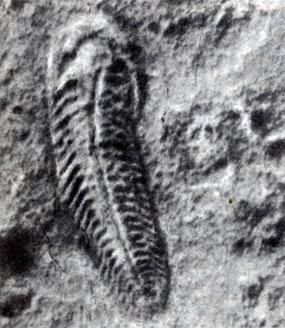 Cele mai vechi organisme fosile - istoria pământului