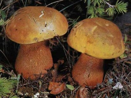 Dubovik obișnuit - poddubovik - ciupercă poloneză