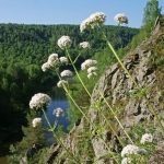 Дягилев мед лечебни полезни свойства и противопоказания