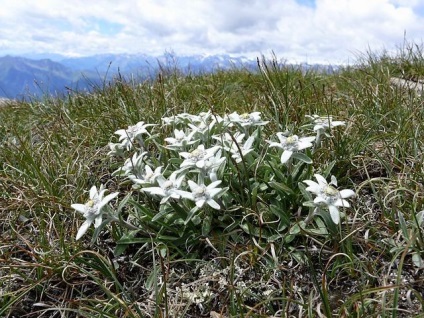 Edelweiss pe dealul alpine, supersadovod - despre grădină și grădină este simplu și interesant