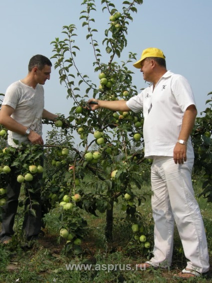 Limitarea efectivă a creșterii pomilor fructiferi,