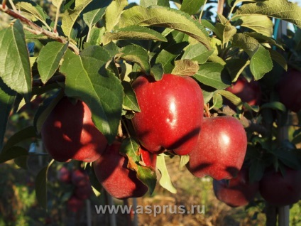 Limitarea efectivă a creșterii pomilor fructiferi,