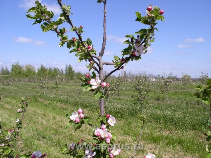 Limitarea efectivă a creșterii pomilor fructiferi,