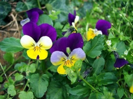 Violet tri-color, proprietăți utile și aplicații în medicina populară - să fie sănătoși